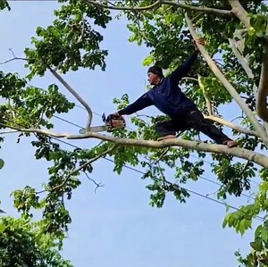 81K views · 512 reactions | The best skill cutting tree near the hom,e by a monkey king | Making Video | Facebook