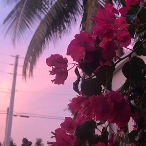 No filter Pink. | Key West Pottery