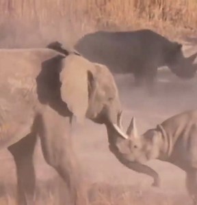 This interesting video shows a battle between two unlikely animals – an elephant and a rhinoceros.😱😱 Which side will win? Are you team Rhino or team elephant? #Elephantlover #Elephants #Rhino #Wildlife #Animals #Battle | Elephant Lovers