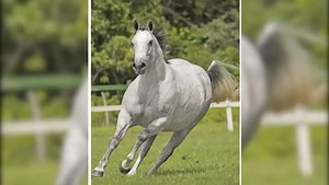 LOTE 22: BELA DOC ESTRELA - ⠀ Data de nascimento: 17/09/12 Sexo: Fêmea P NAPOLEON SUS – 09/11/18⠀ ⠀ ⠀ - ⠀ Pai: SILVER WILD SLN “Roxão”, considerado um verdadeiro “ícone” do Quarto de Milha de Vaquejada, grande campeão nas pistas. Líder do ranking de produtores em Vaquejada pela ABQM em todos os tempos, três vezes Awards ABQM como produtor, e 8º melhor avô pela ABQM no esporte. ⠀ ⠀ Mãe: MISTY PLAYLENA HAD, campeã em Rédeas. Produtora de diversos campeões nas modalidades de Laço, Working Cow Horse