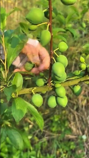 Chinese plum tree pruning#satisfying #pruning #shortvideo