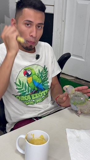 Cómo alimentar a un loro papillero correctamente (parte 1)