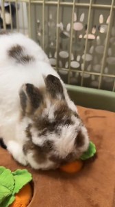 it's harvest time | Papa Ken Bacolod | Facebook