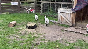 Lambs living life with no fear. Loved babies here at sheep sanctuary. We are home to 300 sheep and all stay with us for life however long or short that may be. Please support our latest go fund me as times are hard and we are struggling We are so grateful to all who follow, share, comment and support our work Teamwork xxx https://gofund.me/b663318c Or set up a small monthly support / just a little can go a long way https://www.sheepsanctuary.com/donate/paypal/ | Sheep Sanctuary