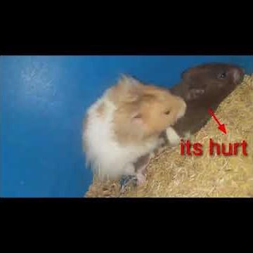 Hamster mating