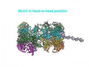 Assembly of the Pre-replication Complex for DNA Replication Licensing