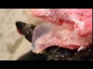 Gid/Gid & surgical treatment/exploding cyst/Coenurosis/cyst/brain cyst.