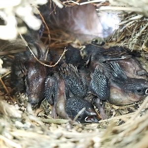 22K views · 1K reactions | #Ep139. Scaly-breasted munia Birds- All bird nests | Review Bird Nest | Facebook