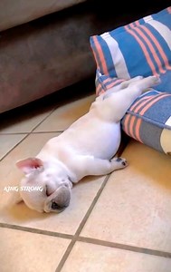 😂🐶💤💤💤 | King Strong