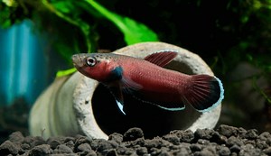 Betta Channoides (Snakehead Betta) – Wild Betta Blog | How To Take Care of a Betta Fish