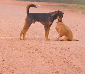 1.3K views · 21 reactions | funny golden retriever bailey and cute puppy mia dog big animal | Slaven Dogs | Facebook