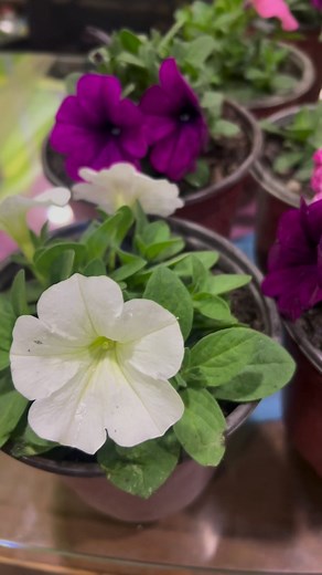 Calibrachoa flower blooming started | Uday Garden Centre