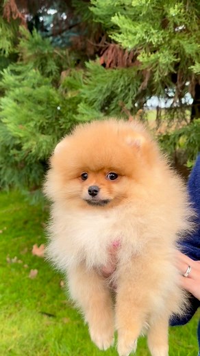 Raffi Top of Elite 🥰🥰🥰 #pomeranians #pomeraniandog #pomeranianlove #pomeranianpuppies #pomeranianworld #pomeranianworldwide Raffi Top of Elite 🥰🥰🥰 | Top of Elite Kennel