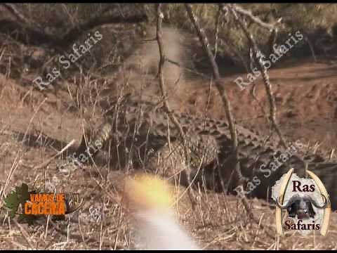 vamosdecaceria.com - Crocodile Bowhunting