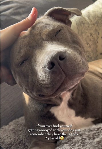 Adorable Baby Staffordshire Bull Terriers
