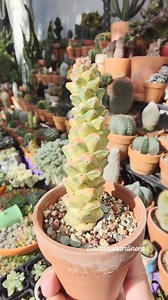 Monadenium Ritchiei variegated #bikolanahardinera #Monadenium #succulents #plants #succulentgarden #succulentcollection #plantas #plantsmakepeoplehappy | Bikolanahardinera