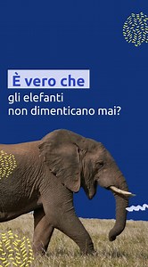 Si dice che gli elefanti abbiano una memoria impressionante, che non dimentichino mai niente. Sarà davvero così? E a cosa serve questa capacità? Scoprilo nel reel!  #petme #petlovers . . . #èveroche #elefanti #savana #memoria | Petme.it | Facebook