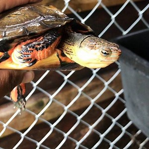 Western Mexican wood turtle (Rhinoclemmys pulcherimma rogerbarbouri)...