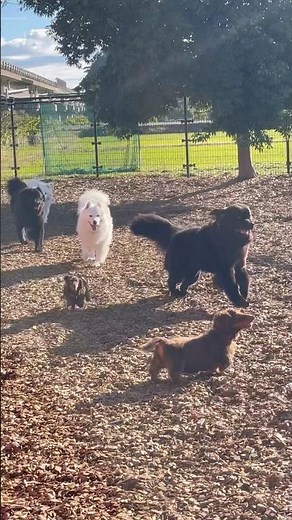 ニコニコ☺️ #20251106おうちホテル#ペットホテル#ケージフリー#静岡県袋井市 #ワンコワークス#大型犬#小型犬#中型犬#犬のいる暮らし#イヌバーシティ