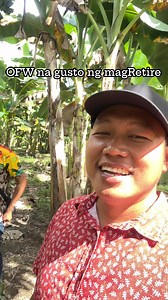 5 hectares na Giant Cardava plantation naghahanap ng solid na buyer for July ang First Harvest. Please contact nonoy. (0965) 549 0853 #pinoypalaboy #SagingSaba | Pinoy Palaboy