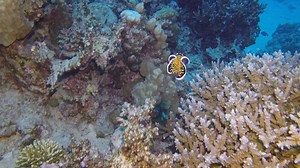 Swimming warm in The Three Corners Sea Beach house reef | Three Corners Sea Beach Resort