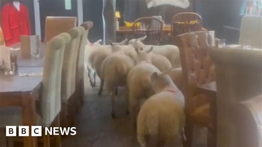Watch: Flock of sheep baa-rred from Knaresborough pub