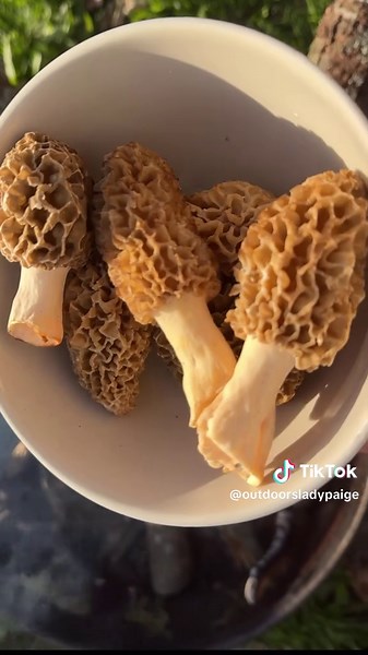 Foraging Mushrooms and Cooking Steak in Nature