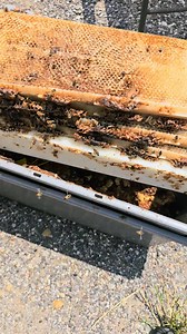 The bees are cleaning up cappings from extracting honey. They're like "Give us our Honey back!". | Honey Apple Farm