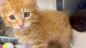 1.1K views · 136 reactions | Kittens in the house! Here’s who we got from ASPCA’s Felines & Canines Rescue Center. | Animal Welfare Association | Facebook