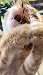 49 reactions | Chicken Feather Fun with Jack | Our Farmacy | Facebook