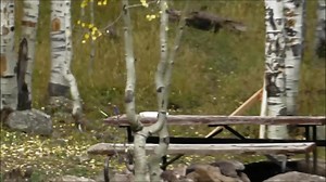 Hunters Harassed by Kannah Sasquatch at Carson Lake | Rocky Mountain Sasquatch Organization