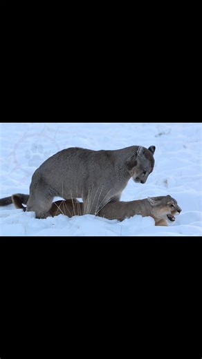 PUMA: The Majestic Animal in its Natural Habitat