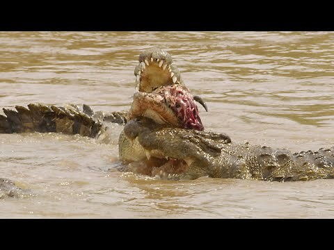 Huge Mara River crocodiles catch a wildebeest!!