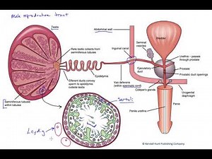 The male reproductive tract
