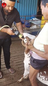 Sarvottam official #tranding #viral #sheepfarming #sheep #india | sarvattom sheep farms feed | Facebook