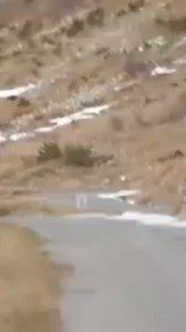 Rally Attack on Reels