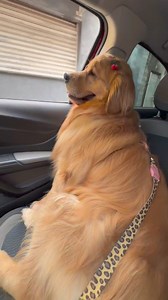 Princess 👸 Cre: mayagoldenterriver | Golden Retriever Overload