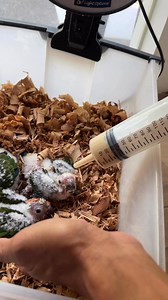 first time hand feeding chicks from nestbox | Myko's Aviary
