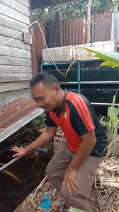 445K views · 2.5K reactions | Proses Budidaya Kuda Laut.Untuk Ikan Hias air tawar | Indonesia Fishing | Facebook