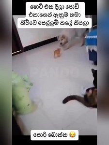 154K views · 3.4K reactions | සොරී බොම්ක #Follow_Me #Pando #petloversph #sinhala #srilanka #pet #petlover #famous #politics #vacation | ＰＡＮＤＯ | Facebook