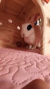 Somos Cuni Cuni, para quienes aún no nos conocen ☺️, con nosotros encontrarán accesorios y alimentos para el bienestar del conejito de casa🐰💓 Tenemos un montón de cositas bonitas y funcionales . Hicimos este vídeo, para que puedan ver el "tamañito" de nuestra cabañita . Si están buscando mejorar el espacio de tu pequeño, llegaste al lugar indicado 🤭💓 | Cuni Cuni