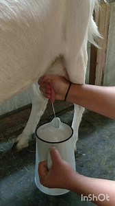 77 reactions · 3 comments | Milking Saanen goat Ivy tonight #milking #goats #selfsufficiency #homestead #farm | Welsh cottage by Zina | Facebook
