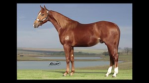 8º Leilão Virtual Haras Comanche Lote 13 - JSA STARGUN SMART Pai: SPOT A STARGUN Mãe: JSA SMART STORY Avô materno: SOMEBODY SMART Sexo: Macho Raça: Quarto de Milha - P303176 Pelagem: Alazão Data de nascimento: 05/09/2019 https://xrleiloes.com.br/home/cavalos/leilao/392/lote/6640 | XR Leilões | Facebook