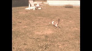 1960s Dog Chases Cat Tree Cat Stock Footage Video (100% Royalty-free) 1095262725 | Shutterstock