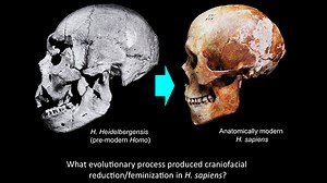 VIDEO: CARTA: Domestication and Human Evolution - Robert Franciscus: Craniofacial Feminization in Canine and Human Evolution