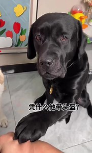 Dog Why is he wearing a helmet #goldenretriever #facebookreelsviral #dog | Golden Retriever Husky lucky