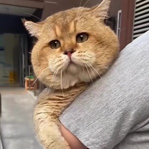 1.7K views · 177 reactions | Garfield?  | Animal Planet Daily | Facebook