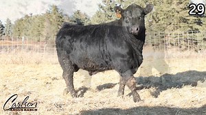 Lot 29: Carlson Angus Ranch - Annual Angus Bull & Female Sale