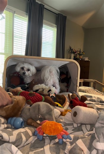 When you have to search the entire toy basket for that one special toy. #sillylily #maltese #playtime #dogs #fyp #pipsqueakpack #dogsoftiktok #squeak | Pipsqueak