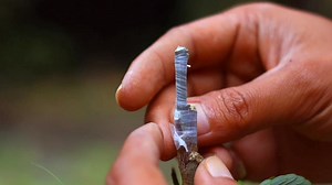 best practices for cleft grafting on citrus | GardeningFruit